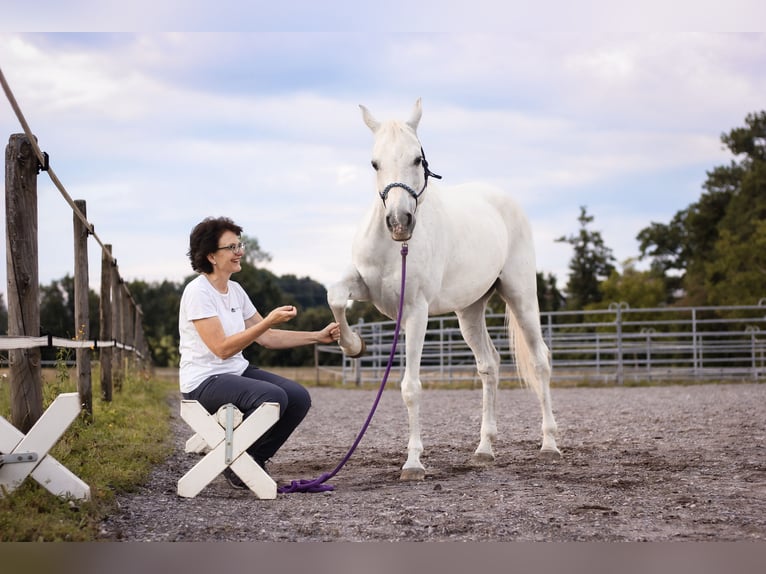 Pur-sang arabe Hongre 20 Ans Gris in Hugelshofen