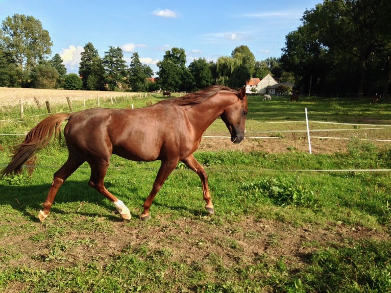 Pur-sang arabe Hongre 21 Ans 162 cm Alezan in Willingshausen