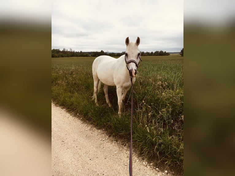 Pur-sang arabe Hongre 22 Ans 145 cm Gris in Pfaffenhofen an der Roth