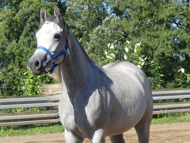 Pur-sang arabe Hongre 2 Ans 148 cm Gris in Herzberg am Harz