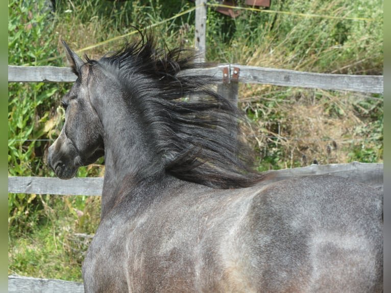 Pur-sang arabe Hongre 2 Ans 148 cm Gris in KOPRIVNICA