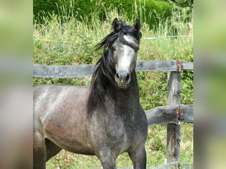 Pur-sang arabe Hongre 2 Ans 148 cm Gris in KOPRIVNICA