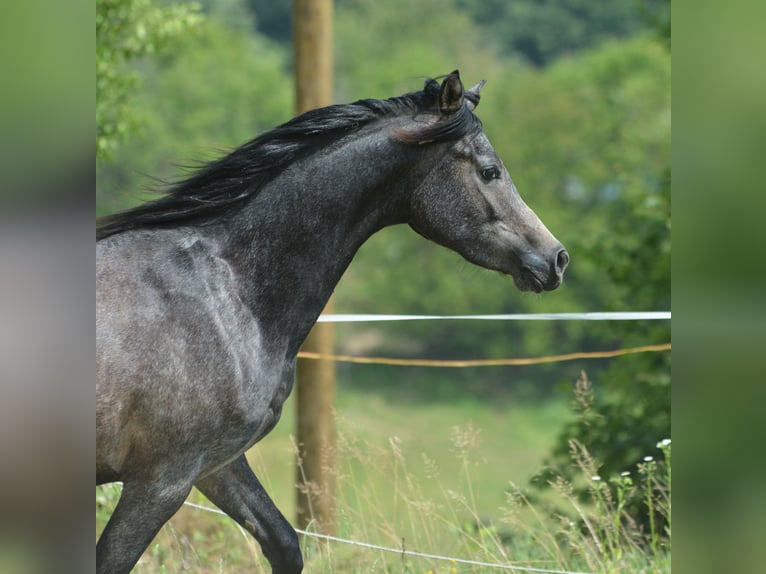 Pur-sang arabe Hongre 2 Ans 148 cm Gris in KOPRIVNICA