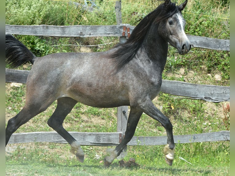 Pur-sang arabe Hongre 2 Ans 148 cm Gris in KOPRIVNICA