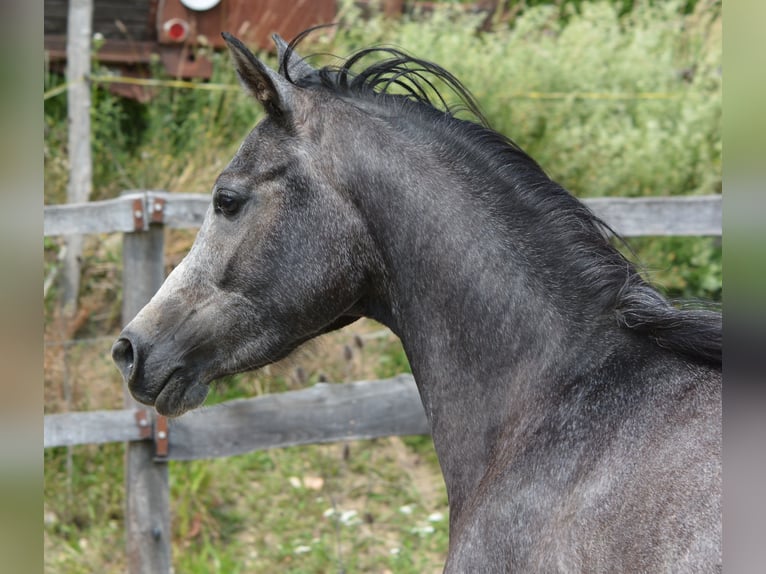 Pur-sang arabe Hongre 2 Ans 148 cm Gris in KOPRIVNICA