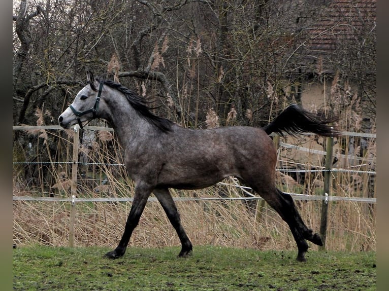 Pur-sang arabe Hongre 2 Ans 152 cm Gris pommelé in Reutenbourg