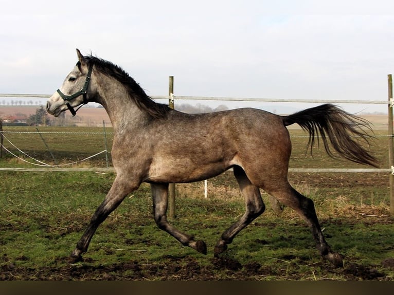 Pur-sang arabe Hongre 2 Ans 152 cm Gris pommelé in Reutenbourg