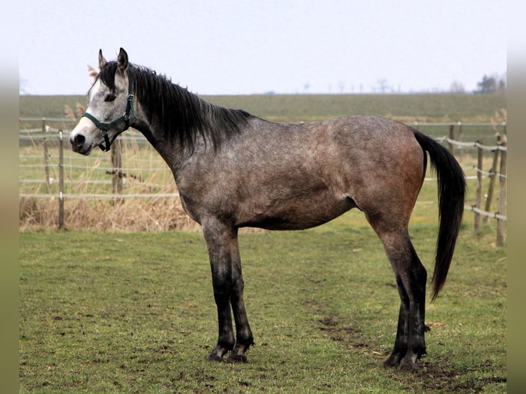 Pur-sang arabe Hongre 2 Ans 152 cm Gris pommelé in Reutenbourg