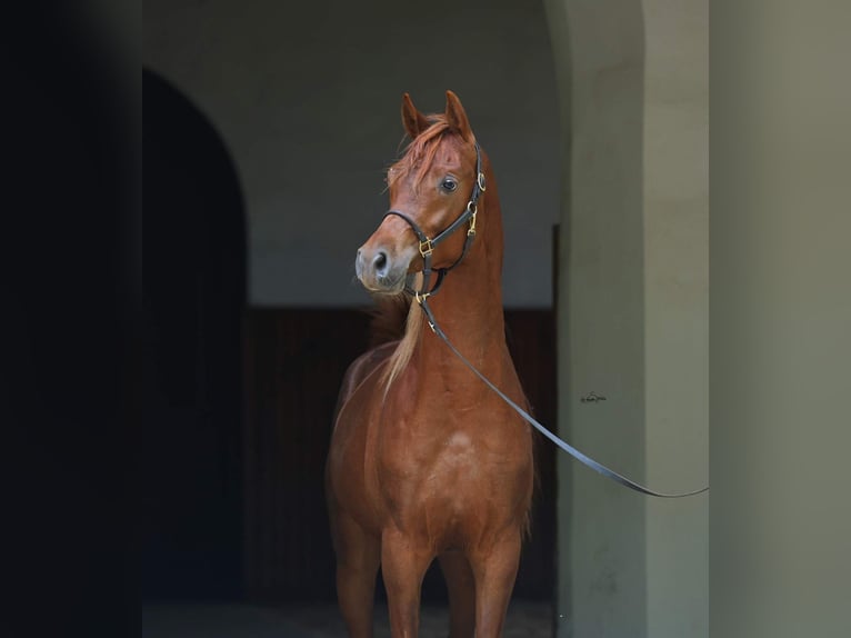 Pur-sang arabe Hongre 2 Ans 153 cm Alezan brûlé in Janow Podlaski