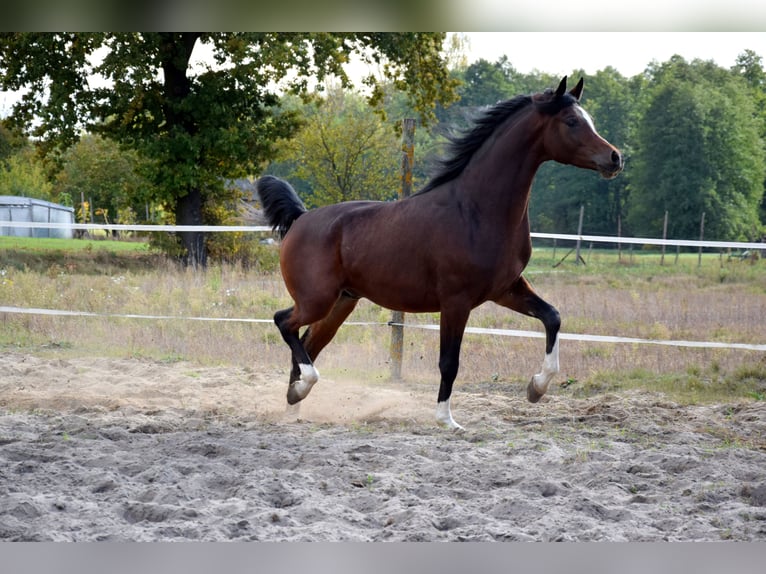 Pur-sang arabe Hongre 2 Ans 153 cm Bai brun in Tuczępy