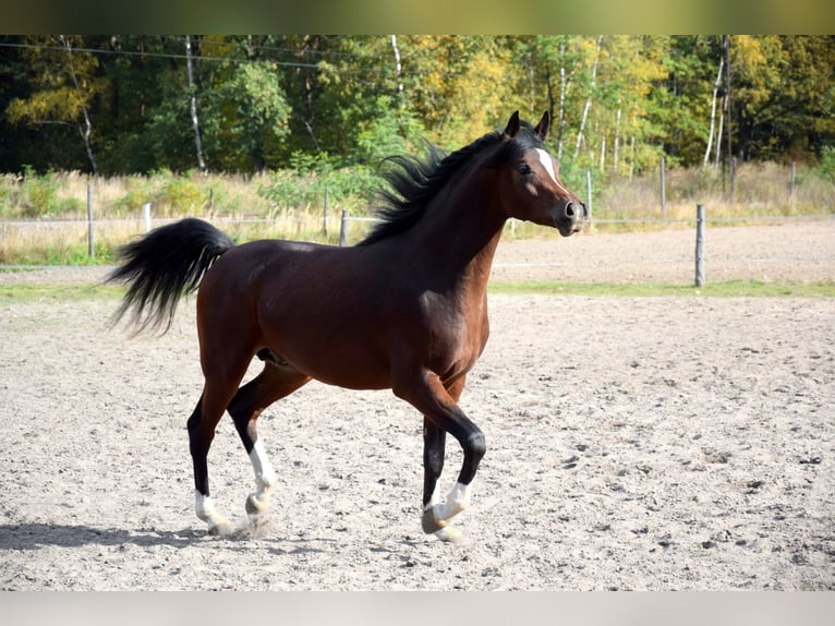 Pur-sang arabe Hongre 2 Ans 153 cm Bai brun in Tuczępy