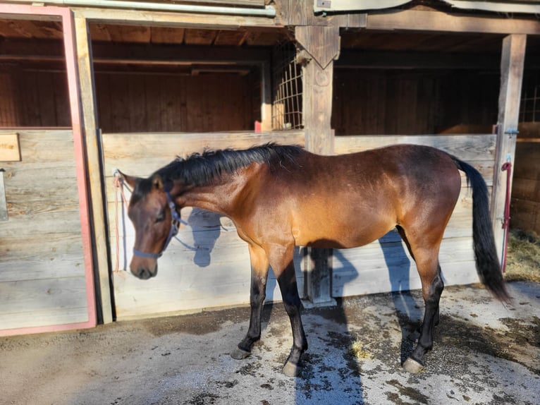 Pur-sang arabe Hongre 2 Ans 153 cm Bai in Pogusch