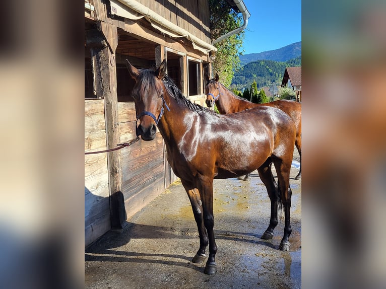 Pur-sang arabe Hongre 2 Ans 153 cm Bai in Pogusch