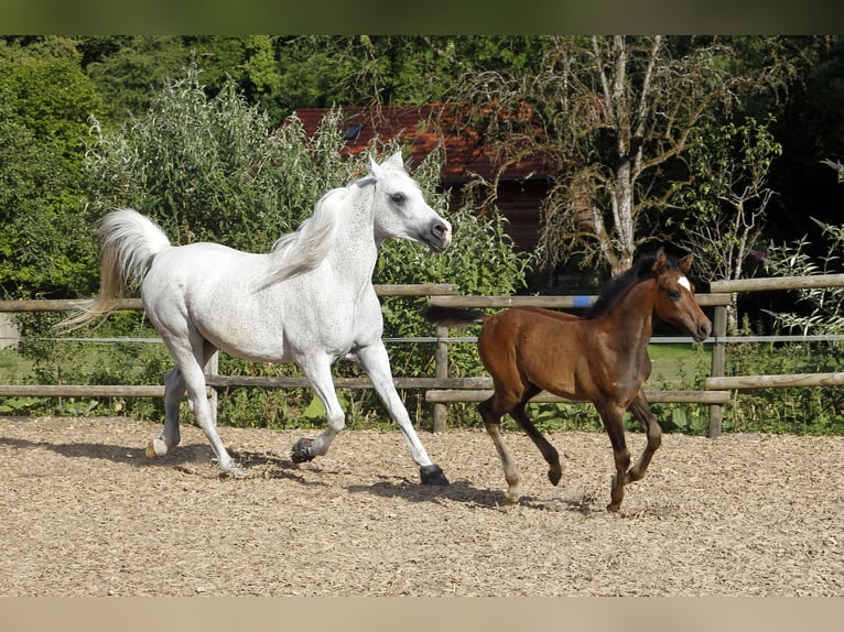 Pur-sang arabe Hongre 2 Ans 154 cm Gris in AmmerbuchAmmerbuch