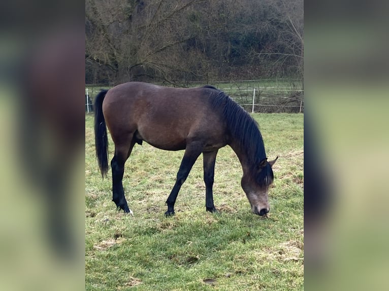 Pur-sang arabe Hongre 2 Ans 154 cm Gris in AmmerbuchAmmerbuch