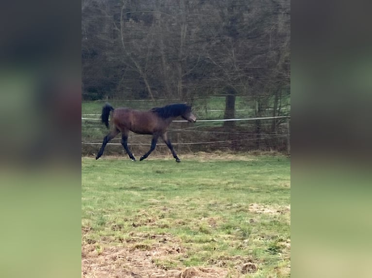 Pur-sang arabe Hongre 2 Ans 154 cm Gris in AmmerbuchAmmerbuch