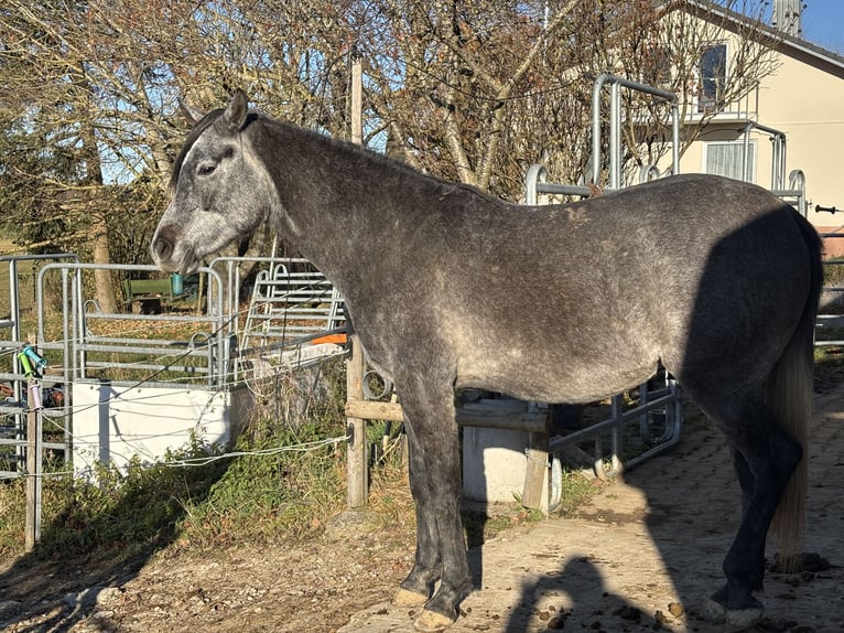 Pur-sang arabe Hongre 2 Ans 155 cm Gris in Dunningen