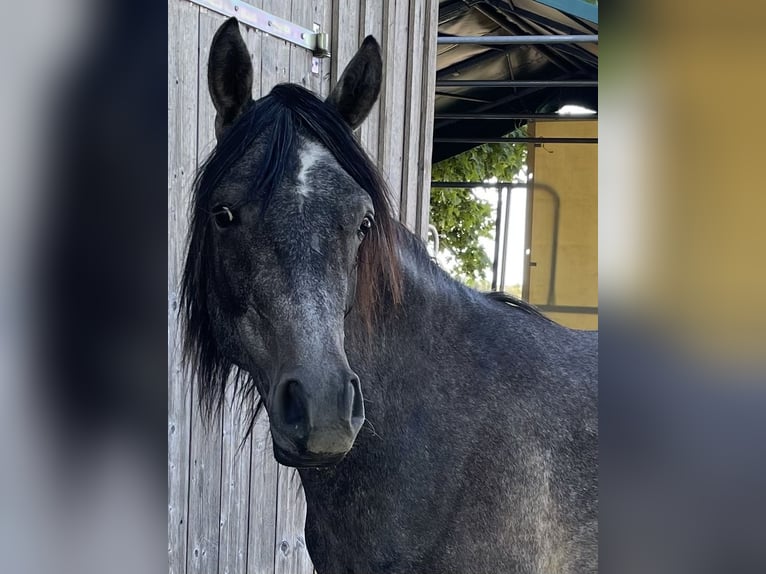 Pur-sang arabe Hongre 2 Ans 155 cm Gris in Dunningen