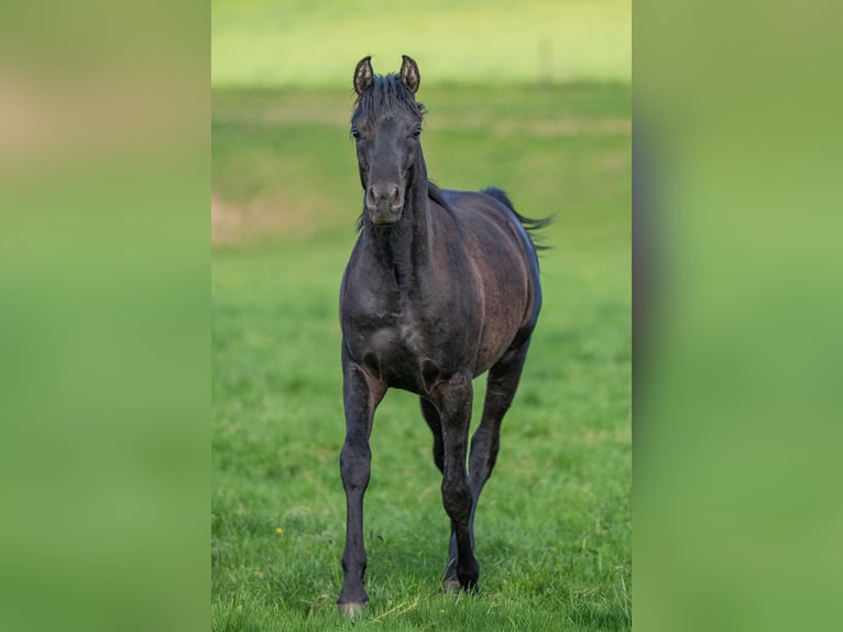 Pur-sang arabe Hongre 2 Ans 155 cm Noir in Herzberg am Harz