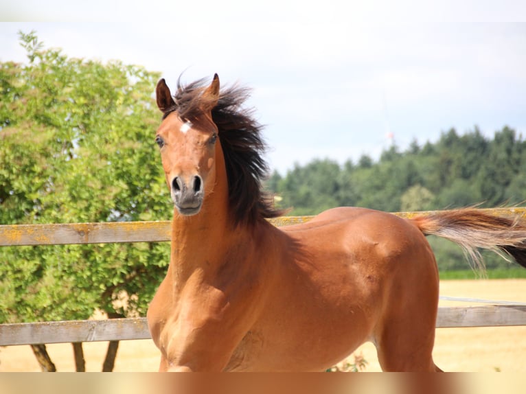 Pur-sang arabe Hongre 2 Ans 156 cm Bai in Nellingen