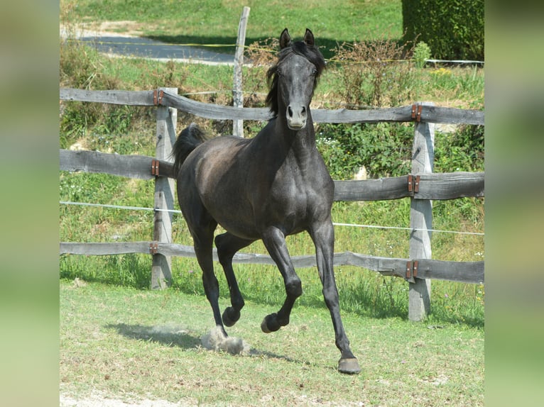 Pur-sang arabe Hongre 2 Ans 156 cm Gris in KOPRIVNICA PRI BRESTANICI