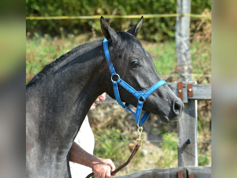 Pur-sang arabe Hongre 2 Ans 156 cm Gris in KOPRIVNICA PRI BRESTANICI