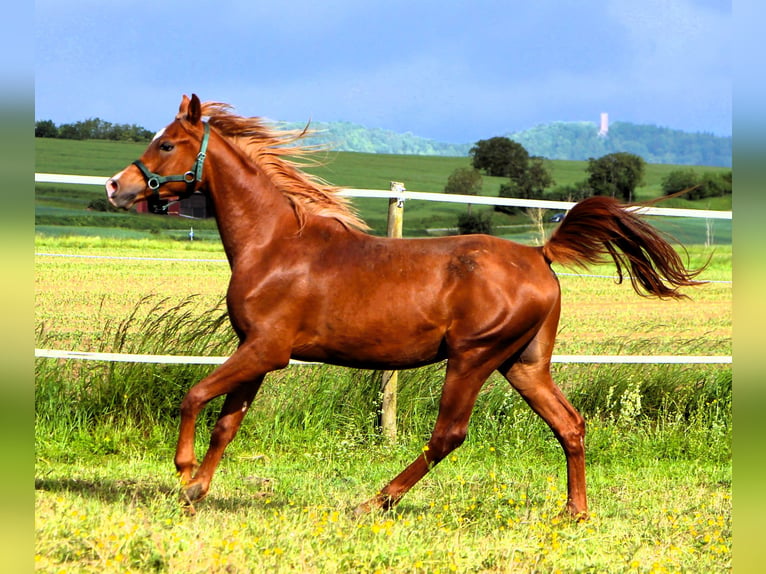 Pur-sang arabe Hongre 2 Ans 157 cm Alezan in Kehl