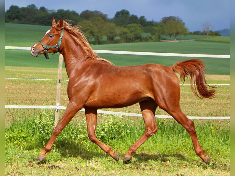 Pur-sang arabe Hongre 2 Ans 157 cm Alezan in Kehl