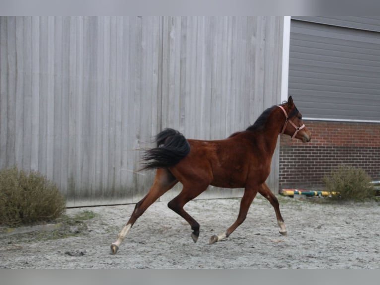 Pur-sang arabe Hongre 2 Ans 157 cm Bai in Hooglede