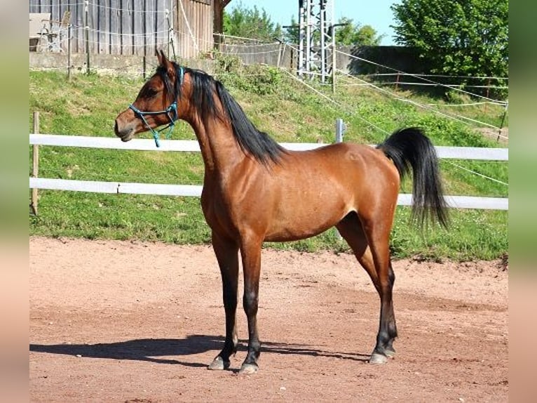 Pur-sang arabe Hongre 2 Ans 157 cm Bai in Freiamt