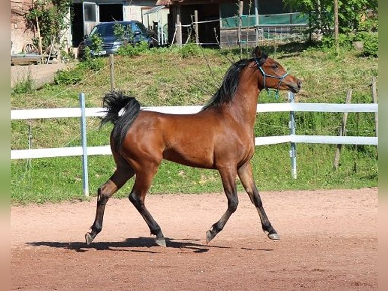 Pur-sang arabe Hongre 2 Ans 157 cm Bai in Freiamt