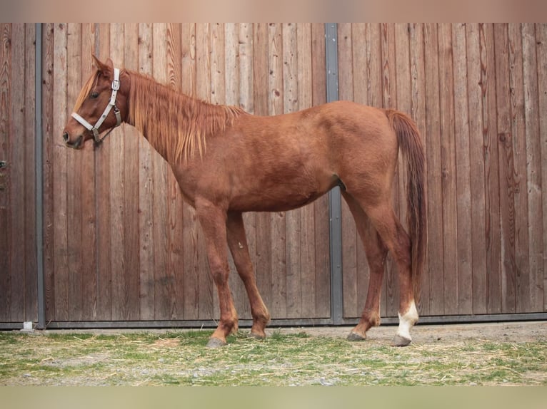 Pur-sang arabe Hongre 2 Ans Alezan in Johanniskirchen