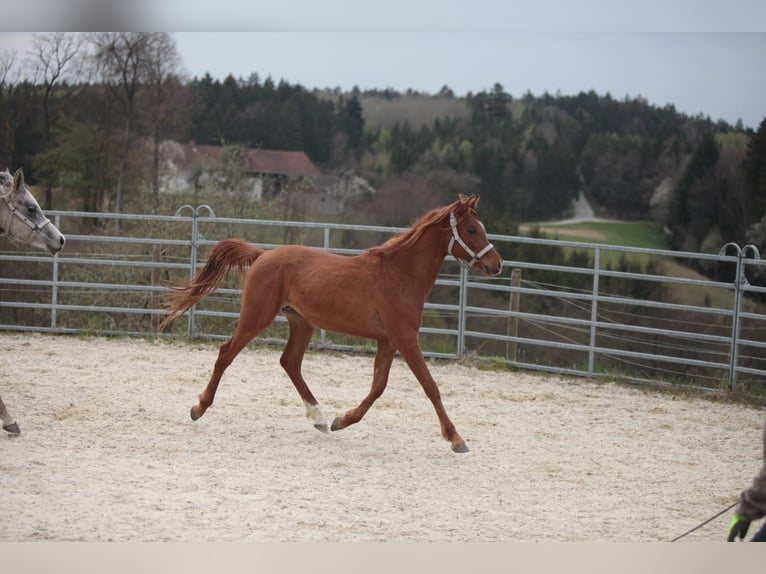 Pur-sang arabe Hongre 2 Ans Alezan in Johanniskirchen