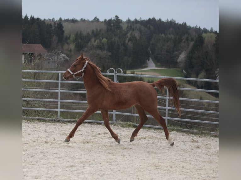 Pur-sang arabe Hongre 2 Ans Alezan in Johanniskirchen