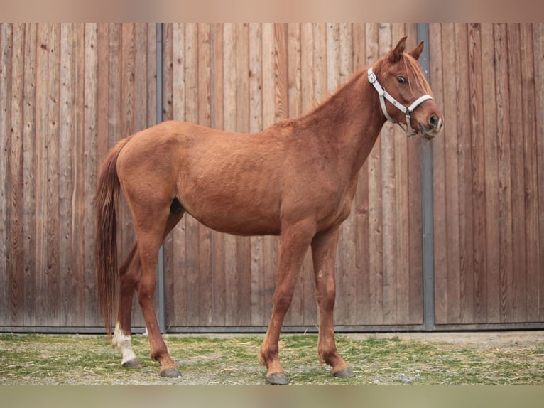 Pur-sang arabe Hongre 2 Ans Alezan in Johanniskirchen
