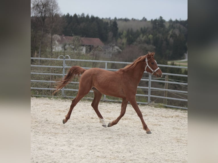 Pur-sang arabe Hongre 2 Ans Alezan in Johanniskirchen