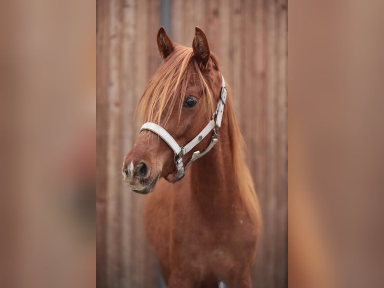 Pur-sang arabe Hongre 2 Ans Alezan in Johanniskirchen
