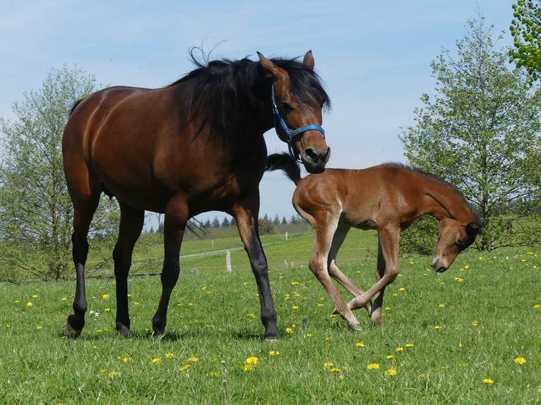 Pur-sang arabe Hongre 2 Ans Bai in Herzberg am Harz