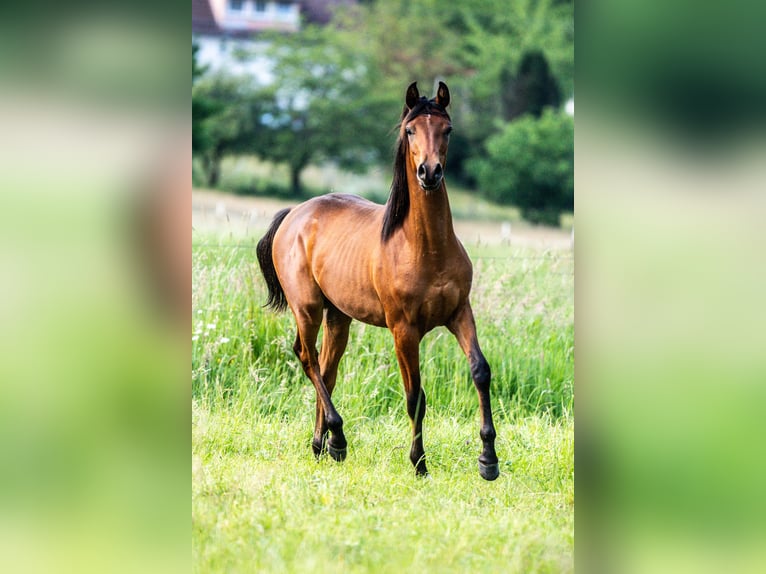 Pur-sang arabe Hongre 2 Ans Bai in Herzberg am Harz