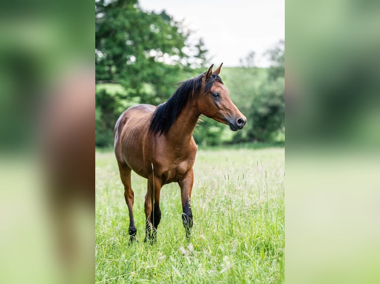 Pur-sang arabe Hongre 2 Ans Bai in Herzberg am Harz