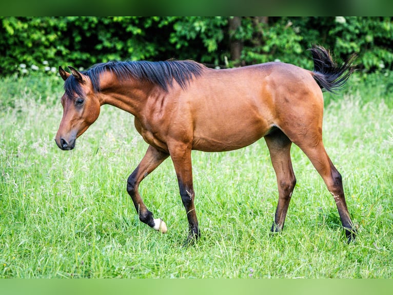 Pur-sang arabe Hongre 2 Ans Bai in Herzberg am Harz