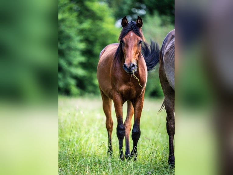 Pur-sang arabe Hongre 2 Ans Bai in Herzberg am Harz