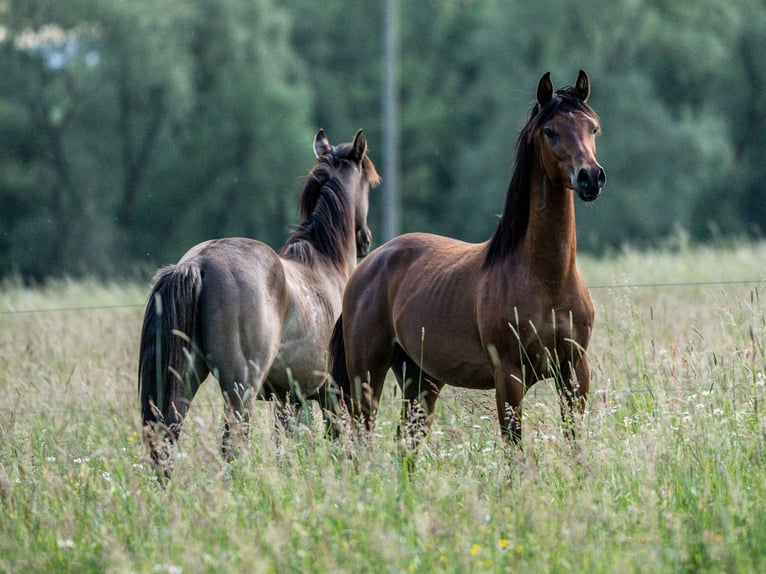 Pur-sang arabe Hongre 2 Ans Bai in Herzberg am Harz