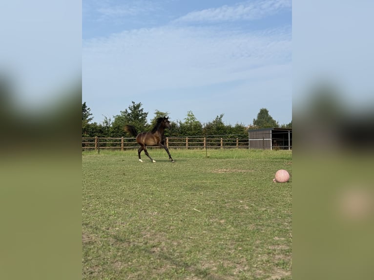 Pur-sang arabe Hongre 2 Ans Gris in Sint-Truiden