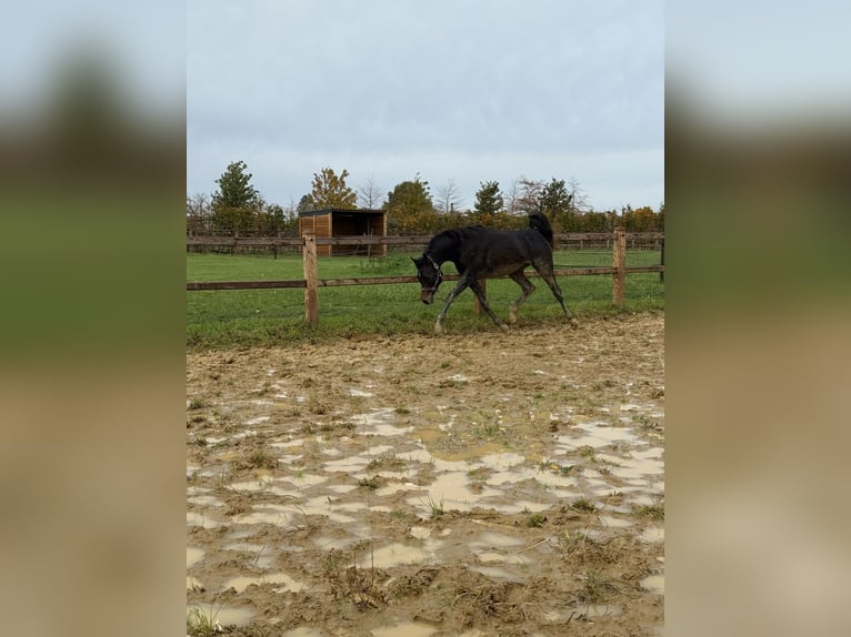 Pur-sang arabe Hongre 2 Ans Gris in Sint-Truiden