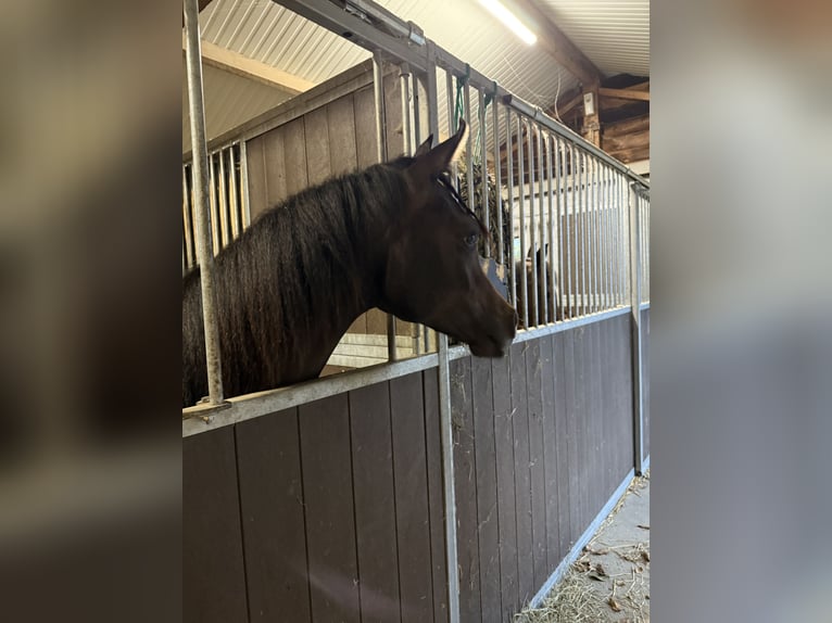 Pur-sang arabe Hongre 2 Ans Gris in Sint-Truiden