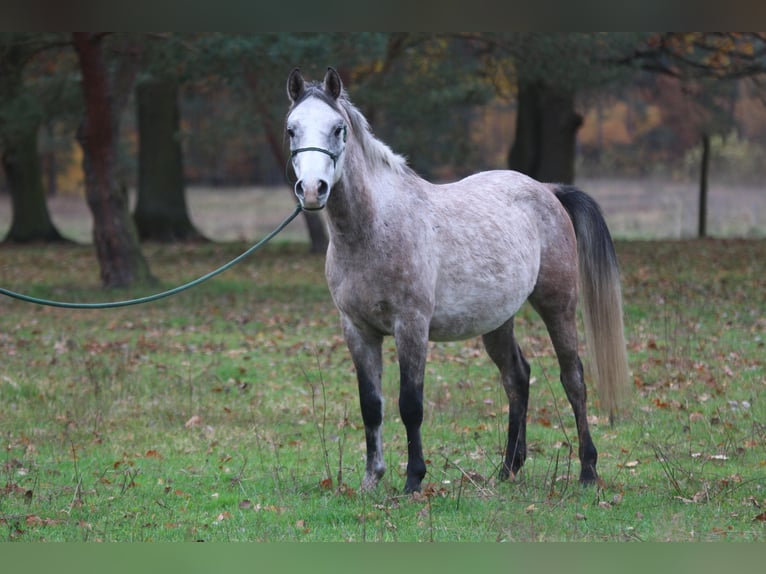 Pur-sang arabe Hongre 3 Ans 148 cm Rouan bleu in Wandlitz