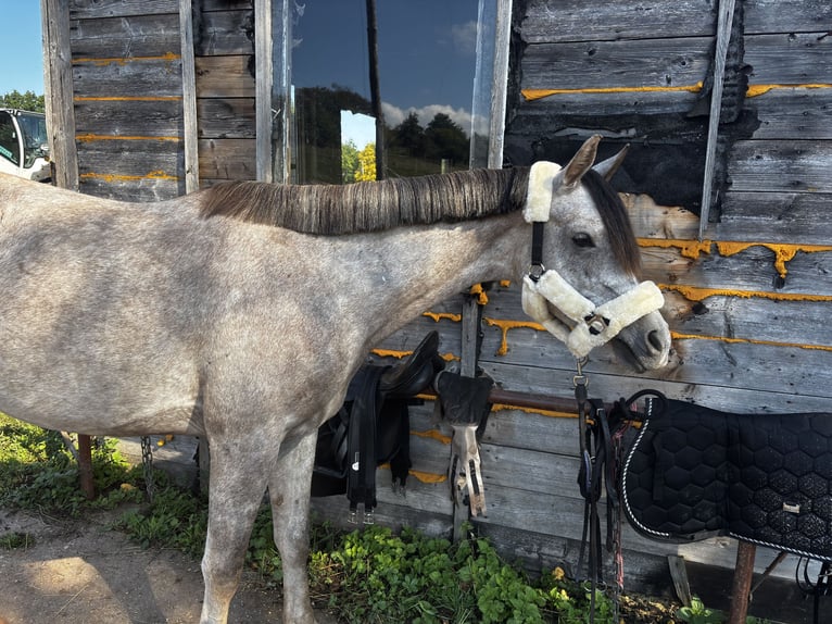 Pur-sang arabe Hongre 3 Ans 150 cm Gris in Eisenberg