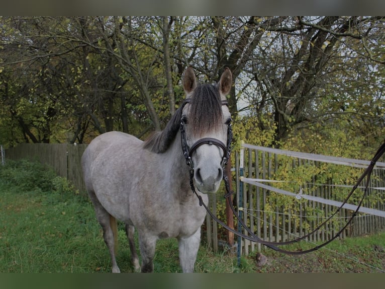 Pur-sang arabe Hongre 3 Ans 150 cm Gris in Eisenberg