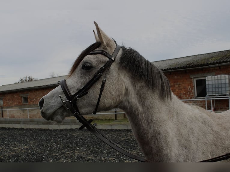 Pur-sang arabe Hongre 3 Ans 150 cm Gris in Eisenberg
